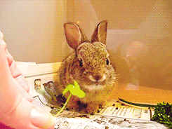 rabbithugs:  chartreusing:  babyyyyyyyyyyy  NO????????? YOU’RE BEAUTIFUL AND PERFECT  it eat a clover wow