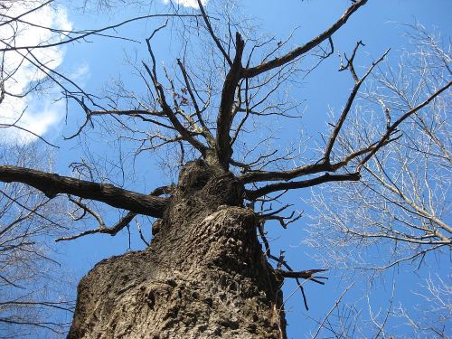 Grandmother tree–the oldest tree in the wood, a red oak.