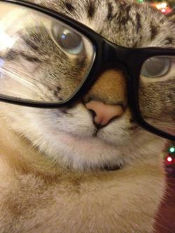 getoutoftherecat:  take those off cat. i bet you don’t even need those. you cannot be a hipster.