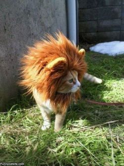 roseellendix:  talk-tive:  erindarko:  I have just ordered this mane hat for my cat and I have absolutely no regrets.  ugh it’s so cute !   UM. THAT’S FLYNN.