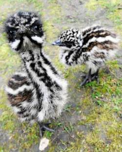magicalnaturetour:  Cute emu babies via TheBerry