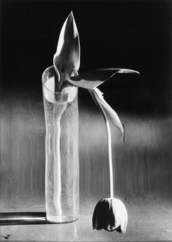 bildwerk:  André Kertész (1894-1985). Melancolic Tulip, 1939. Silver print, c. 1970, 24,5 x 17,5 cm 