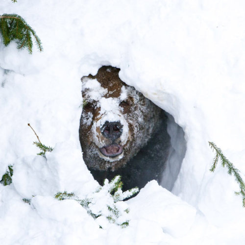 allcreatures:Palle-Jooseppi, a male brown bear at Ranua Zoo in Finland, wakes up after winter hibern