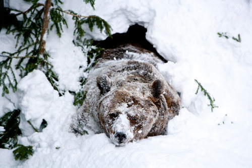 allcreatures:Palle-Jooseppi, a male brown bear at Ranua Zoo in Finland, wakes up after winter hibernation. Although they