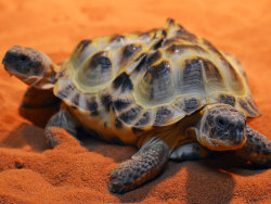 nationalpost:  ‘Two-headed’ tortoise