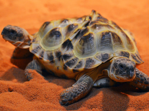 nationalpost:  ‘Two-headed’ tortoise goes on display at Ukraine museumA ‘two-headed’ Central Asian tortoise has gone on display at the natural science museum in Kiev, Ukraine. Or, at least, it looks like a two-headed tortoise.“Strictly speaking