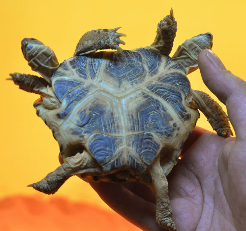 nationalpost:  ‘Two-headed’ tortoise goes on display at Ukraine museumA ‘two-headed’ Central Asian tortoise has gone on display at the natural science museum in Kiev, Ukraine. Or, at least, it looks like a two-headed tortoise.“Strictly speaking