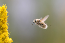 Mangochannel:  Catbountry:  Bogleech:   It’s A Hummingbee  These Are Bee Flies!