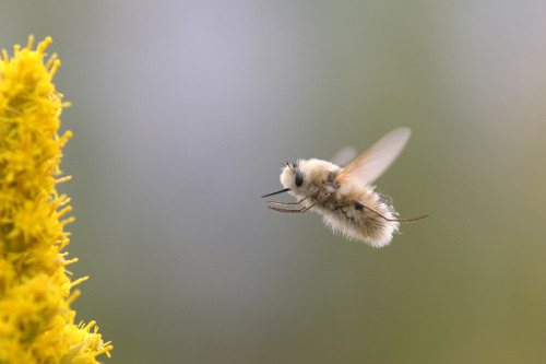 archaeoadventuretime:schim:  bogleech:   IT’S A HUMMINGBEE  These are BEE FLIES! Harmless to everything else, these precious little cutie pies sneak their eggs into beehives, where their larvae can parasitize bee larvae and eat their food reserves!