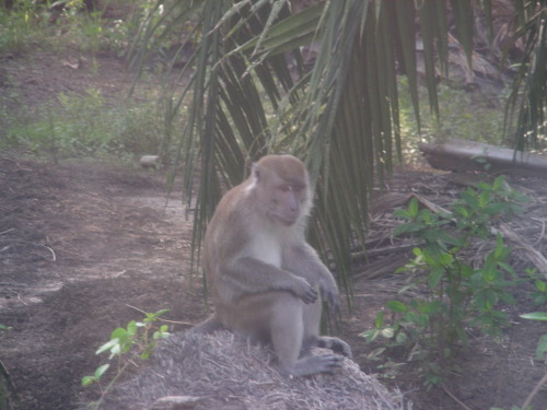 Upper:Macaca fascicularis(カニクイザル) Below:Nasalis larvatus（テングザルのオス） I took these pics in Kota kinabal