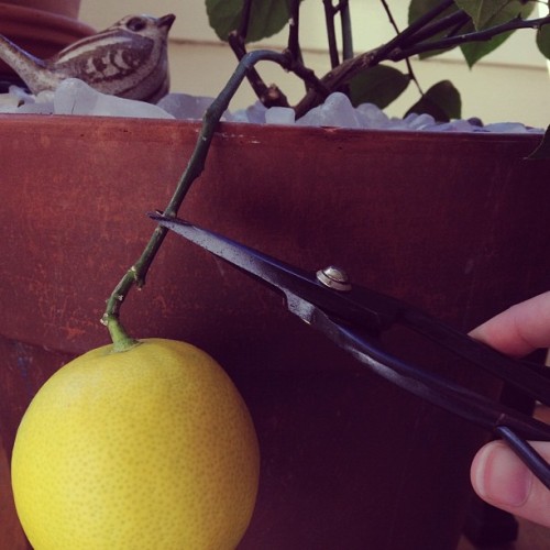 Snip snip #lemonlove (Taken with instagram)