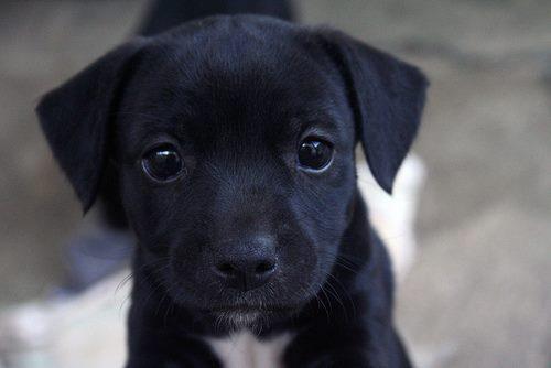 puuuuuppy