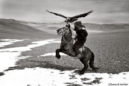 kallousmdiscern:Mongolian nomad using his trained eagle to hunt for food.