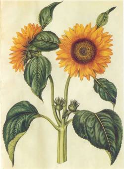 scientificillustration:  Helianthus annuus