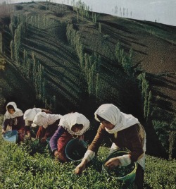 nationalgeographicscans:  Tea leaf harvest,