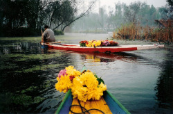 beautyofkashmir:  Boat to boat delivery of flowers  On the Dal Lake of Srinagar- daily early morning delivery of flowers to the house boats  