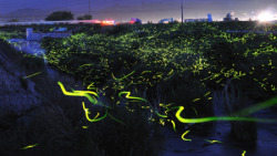 smallwoodlandcreature:  Long exposure photos of fireflys. 