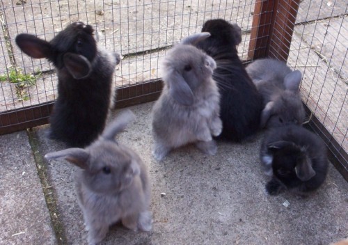 XXX Cute little bunnys :) photo