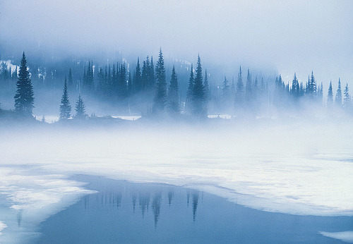 ice-forest:  Intrepid Tripod