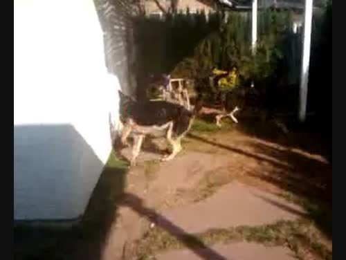 Whenever I (or anyone, really) go out to the garage, Leonard (one of my dogs) will