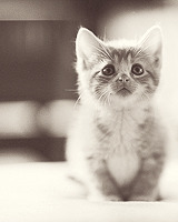 samrockwell:  THINGS I LOVE: Kittens 