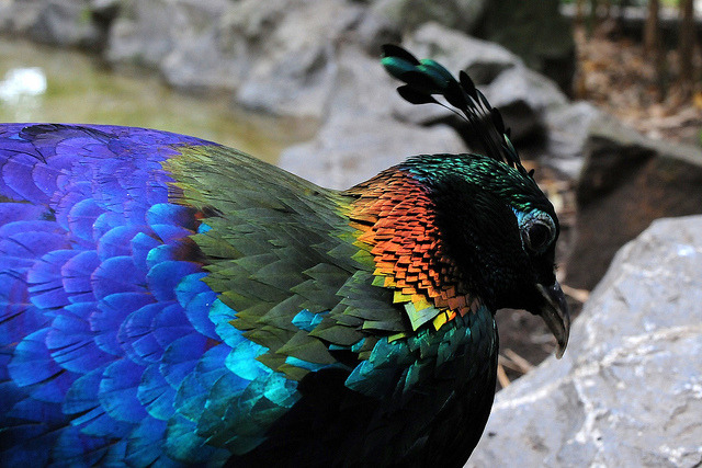 fat-birds:
“ lophophorus impejanus by Joachim S. Müller on Flickr.
”