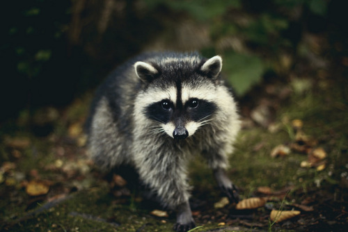 forestsonriverdaughter:  magicalnaturetour:  untitled by Elizabeth Gadd on Flickr. :) Eeee, I love raccoons!  