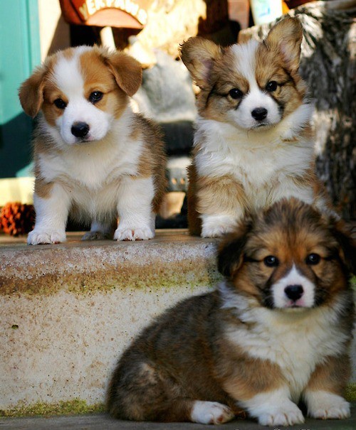universalreaction:  puppies!! 