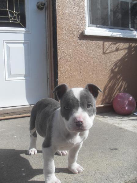 fuckyeahpitbullterriers:  tahtbernumroze:  The Lil Homie Maxe when he was just a