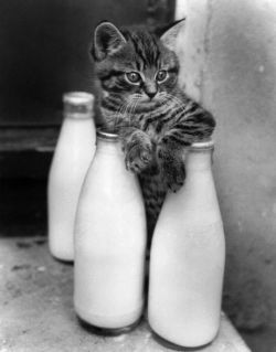 &ldquo;So whacuwant? I got this milk right here. But it ain&rsquo;t cheap. Show me the nip.&rdquo;I&rsquo;m in a bizarre mood lol