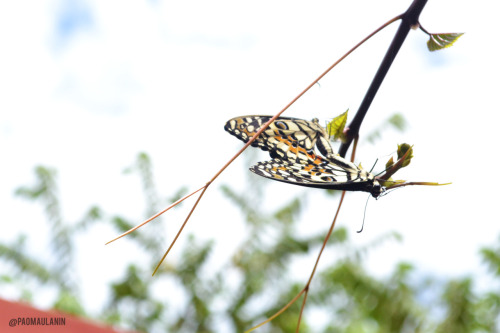 Sex Position: The Butterfly
Let’s not take the title that far. I literally just saw two butterflies having sex. That’s all of it.
Last week, our university celebrated it’s 9th Foundation Anniversary and on it’s third day, Wednesday, we had our second...