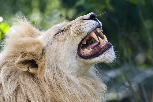 Mind my foot! (by Waylander Images)