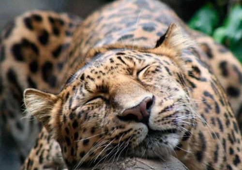 animals-animals-animals:  Leopard (by Eric Portenier) 