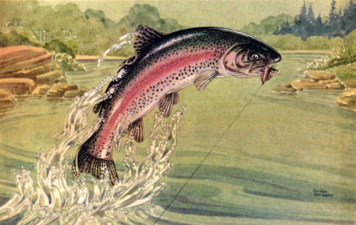 Gordon Fairbairn, Rainbow Trout, n.d.