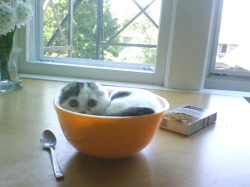 catp0rn:  i think i will have a bowl of kitten today. yes, that is what i’ll have. 