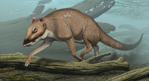 dailyfossil: Indohyus Reconstruction by Carl Buell. When: Eocene (~48 million years old) Where: Ind