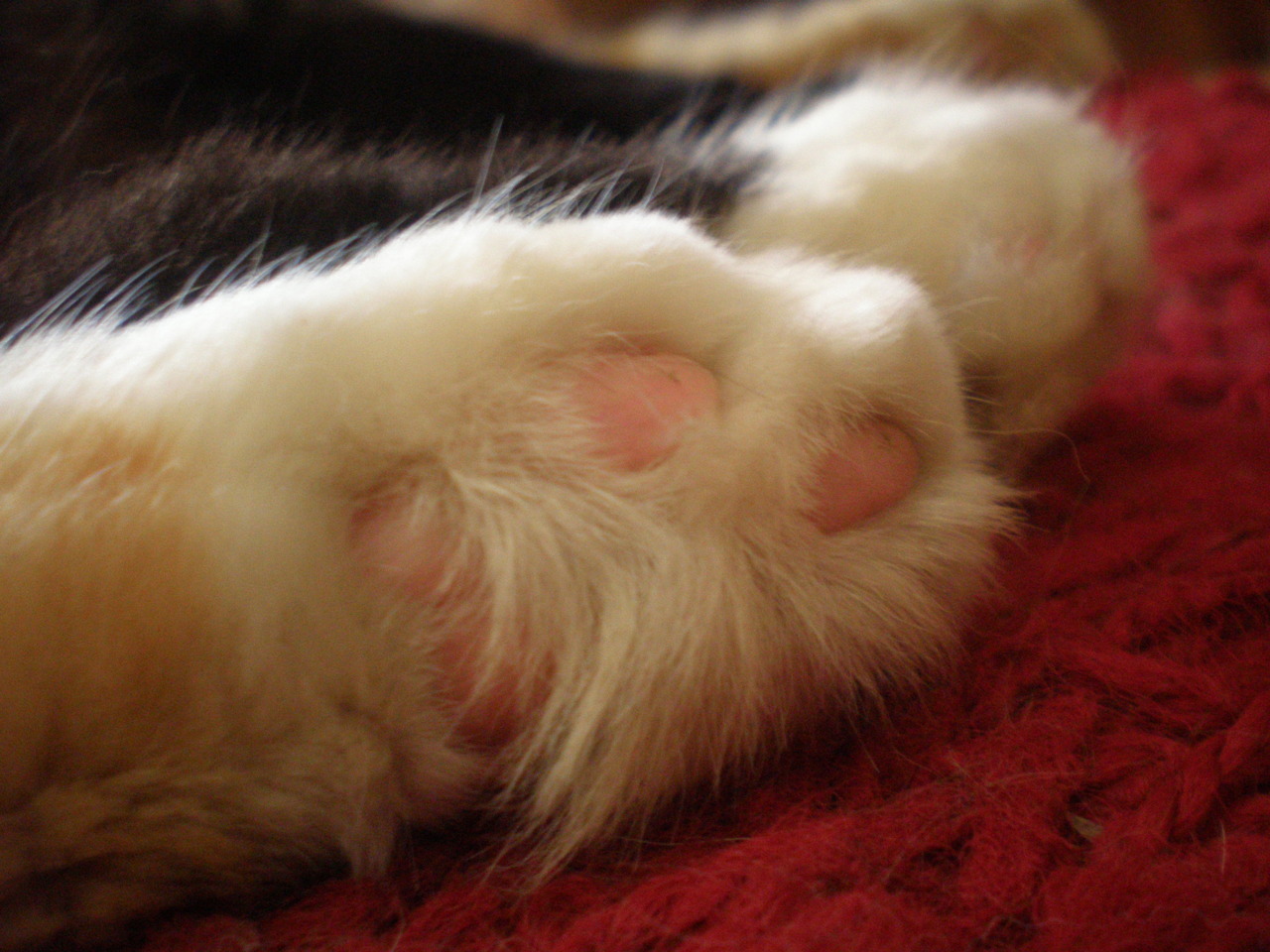 limon-sida:  las patas de mi gata 
