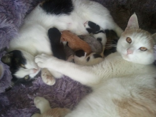 aishaneko:   coffeespook:   I’VE GOT PICTURES! Okay so, the other cat with his paw on the mother (Plumpkin) is the father (Peachfuzz). He hasn’t left her side since she gave birth. xD And secondly, pictured is that fade-to-black kitten I mentioned