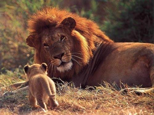 Lion hugs man in the wild