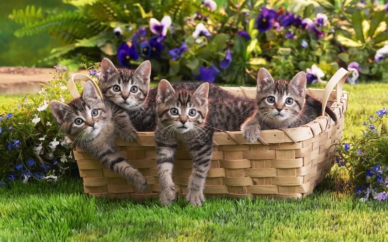 meow~