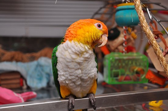 @AdorableBipolar bird-fix:  White Bellied Caique 