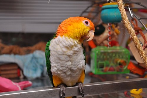 Porn @AdorableBipolar bird-fix:  White Bellied photos