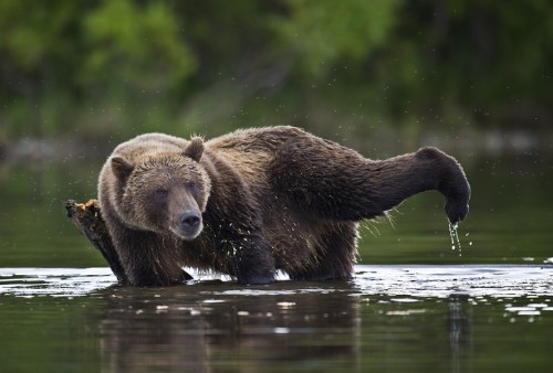 Bears Do Yoga Too. :]