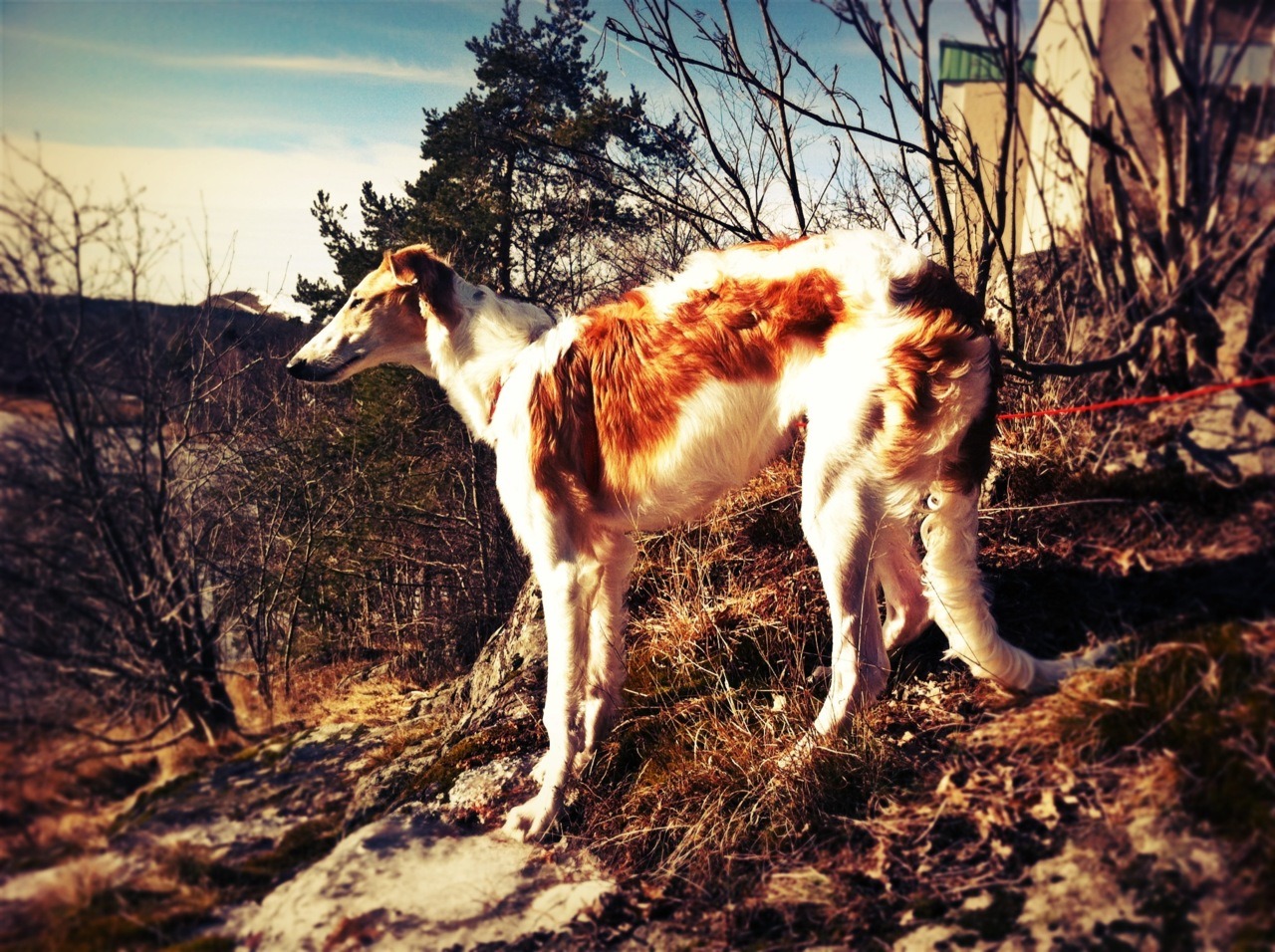 SPRICKOR.
Solen tvingade av mig ett lager med kläder när jag och Koira busade runt ibland pinnar och löv. Nu när mörkret dragit sig undan vågade vi oss ända ner till den talande sjön - som fortfarande tycktes vara i det pratgladaste laget - men nu...