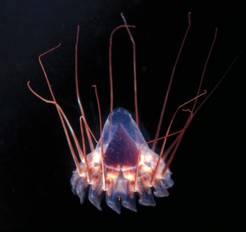 (a type of peraphilla deep-sea jellyfish)