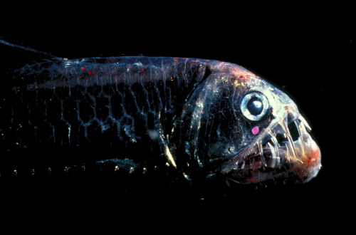 viperfish