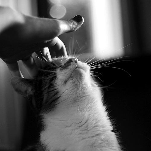 t-r-o-u-b-l-e-m-a-k-e-r:  purr purr.. 