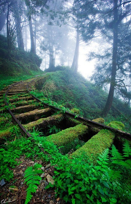 larrrsss:  rainforest railroad 
