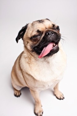 nattjan:  50onefifty:  pugs are so ugly but cute at the same time  my face when i see a hot guy. 