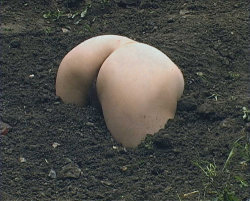 cybersafe:  qtqueef:  the butts are blooming so well this season  its butt season   My husband would plant a garden if this was true